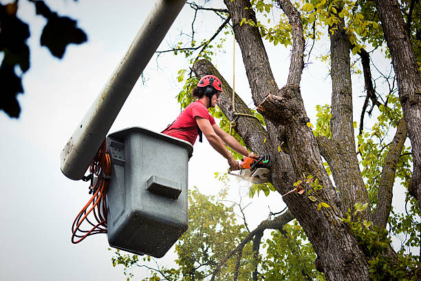  Woodlake, VA Tree Service Pros